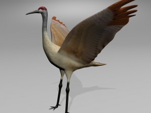 sandhill crane 3D Model
