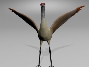 sandhill crane 3D Model