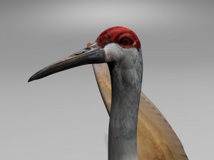 sandhill crane 3D Model