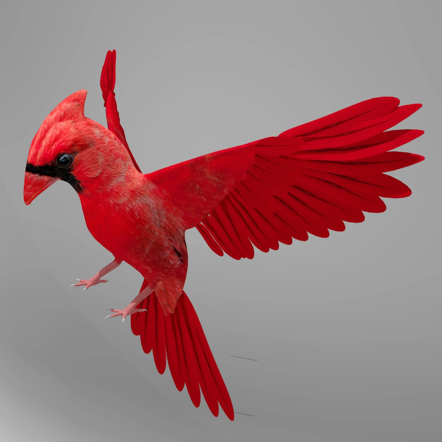 northern cardinal 3D Model .c4d .max .obj .3ds .fbx .stl .blend 