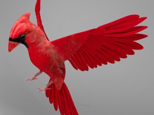 northern cardinal Model 3D