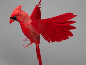 northern cardinal Modèle 3D