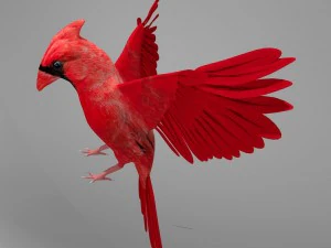 northern cardinal 3D Model