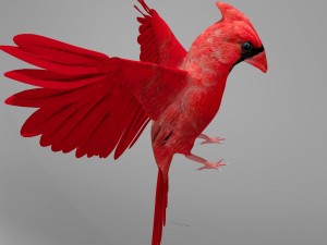 northern cardinal Modèle 3D