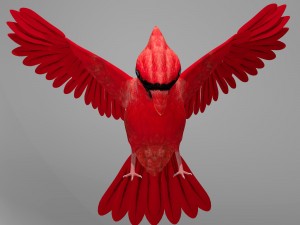 northern cardinal Modèle 3D