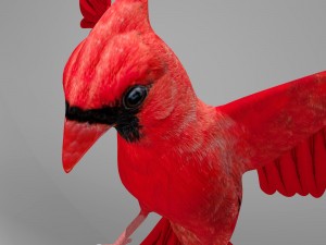 northern cardinal Modèle 3D