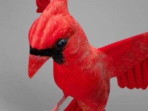 northern cardinal 3D Model