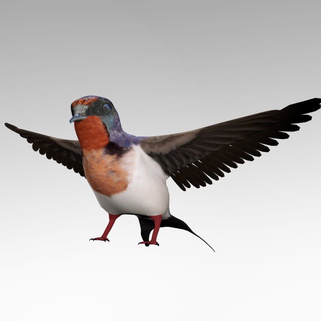 swallow 3D Model .c4d .max .obj .3ds .fbx .stl .blend 