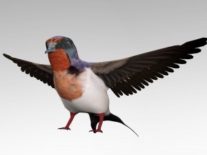 swallow 3D Model