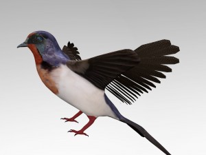 swallow 3D Model