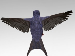swallow 3D Model
