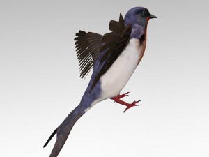 swallow 3D Model