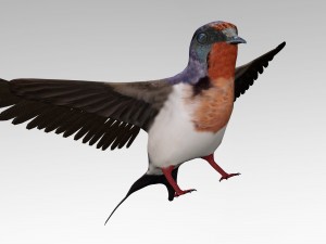 swallow 3D Model