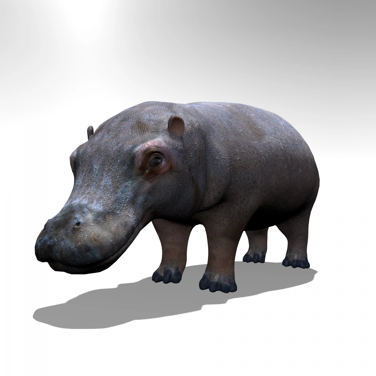 Hippopotamus 3D Model .c4d .max .obj .3ds .fbx .stl .blend 
