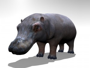Hippopotamus 3D मॉडल