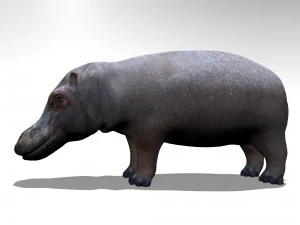 Hippopotamus 3D Model