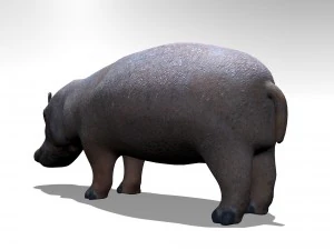Hippopotamus 3D Model