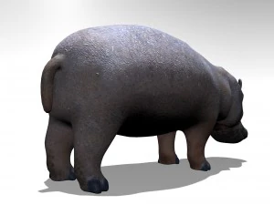Hippopotamus 3D Model