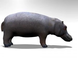 Hippopotamus 3D Model