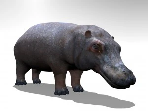 Hippopotamus 3D Model