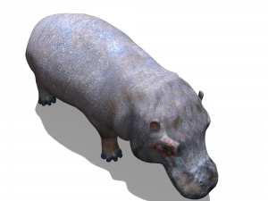 Hippopotamus Modelo 3D