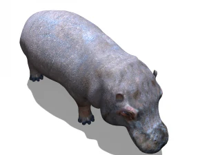 Hippopotamus 3D Model