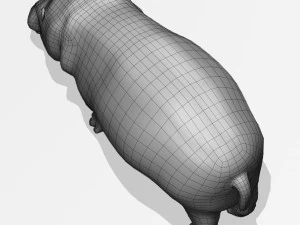 Hippopotamus 3D Model
