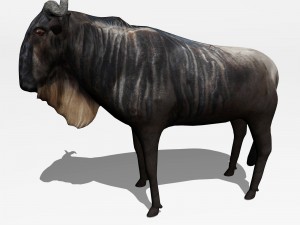 anthelope gnu 3D Model
