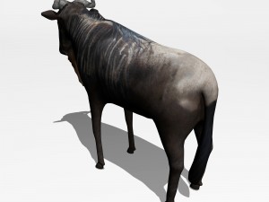 anthelope gnu 3D Model