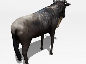 anthelope gnu 3D Model