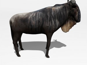 anthelope gnu 3D Model