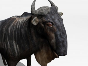 anthelope gnu 3D Model