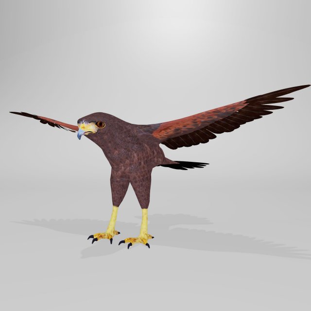harris hawk 3D मॉडल .c4d .max .obj .3ds .fbx .stl .blend 