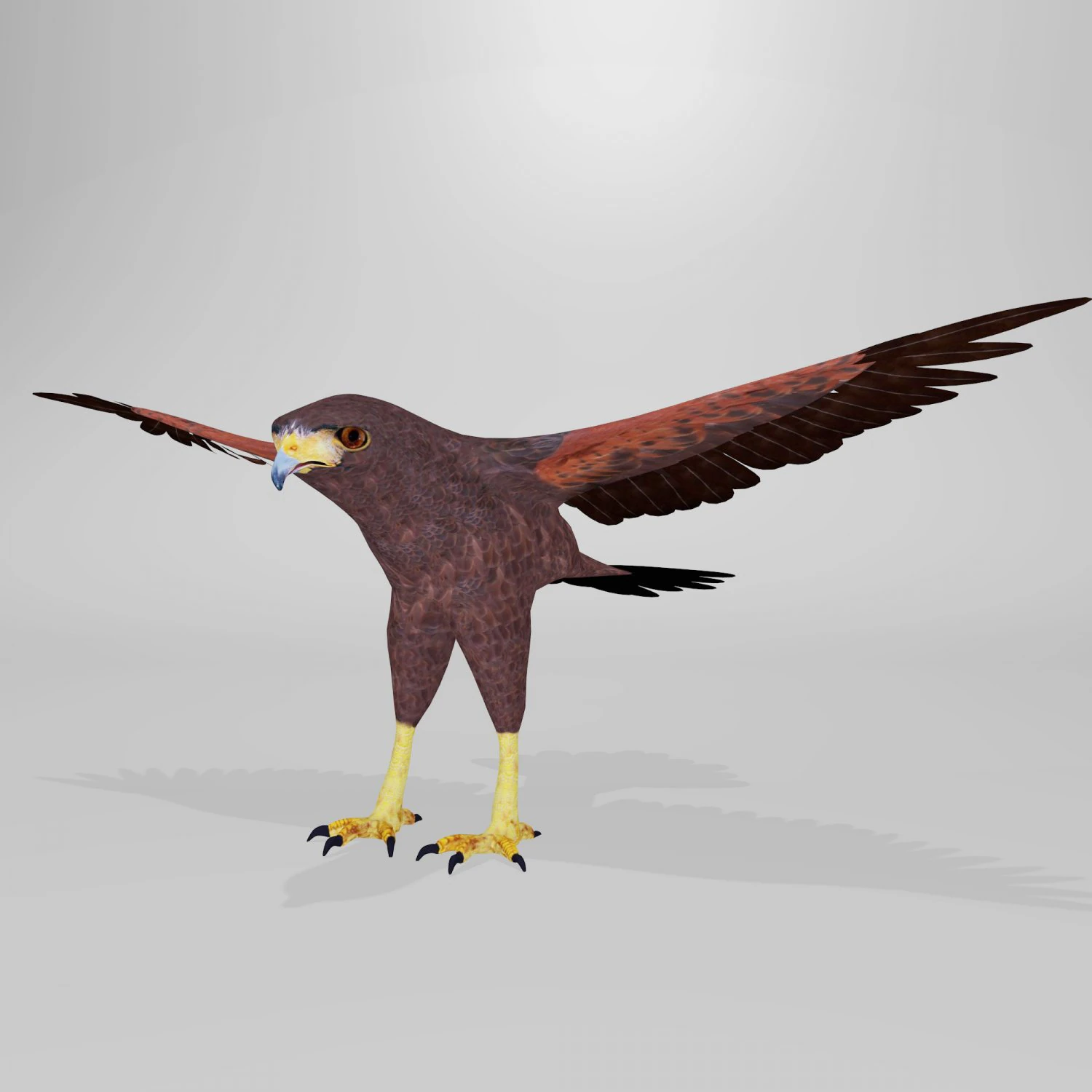 harris hawk 3D Model .c4d .max .obj .3ds .fbx .stl .blend