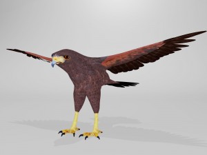 harris hawk 3D Model