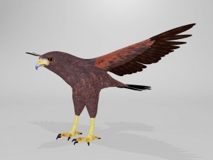 harris hawk 3D मॉडल