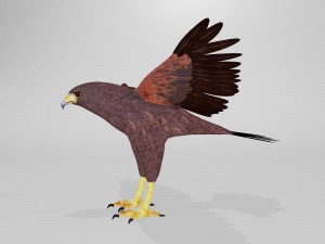 harris hawk 3D मॉडल
