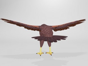 harris hawk 3D मॉडल
