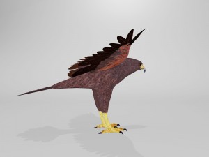 harris hawk 3D मॉडल