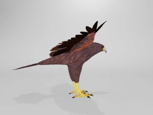 harris hawk 3D Model