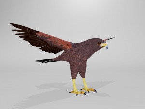 harris hawk 3D मॉडल
