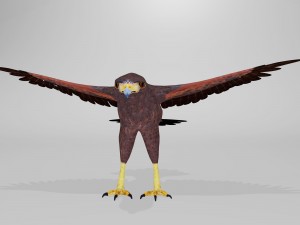 harris hawk 3D मॉडल