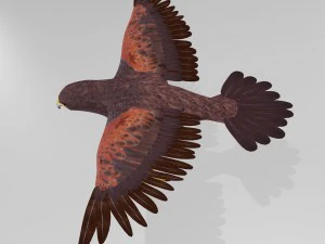 harris hawk 3D Model