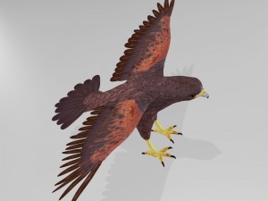 harris hawk 3D मॉडल