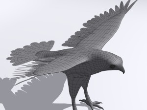 harris hawk 3D मॉडल