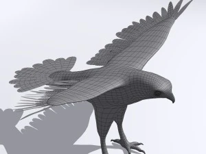 harris hawk 3D Model