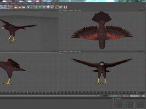 harris hawk 3D मॉडल