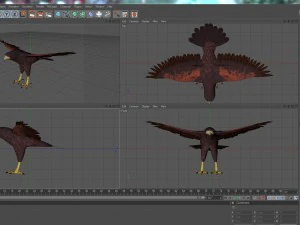 harris hawk 3D Model