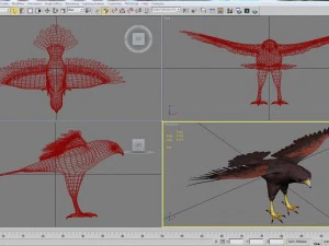 harris hawk 3D Model