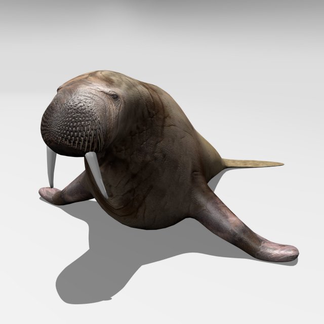 walrus Model 3D .c4d .max .obj .3ds .fbx .stl .blend 